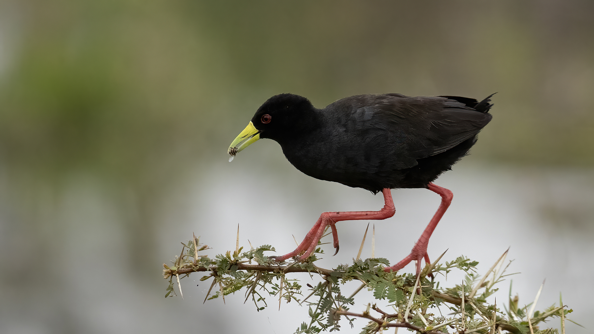 Black Crake